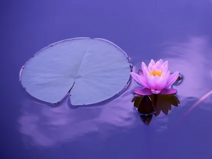 Anikiko Music Nutrition - Sounds Of Celebration