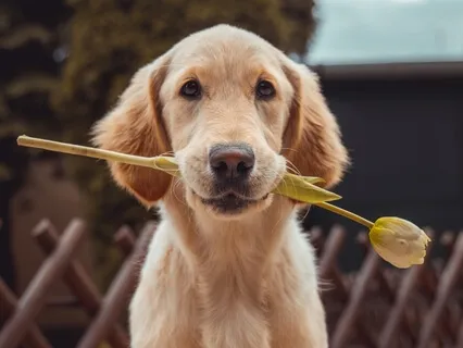 Animal Affection Meditation