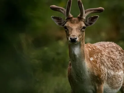 Animal Divina Meditation: Connect With Nature & The More-Than-Human World