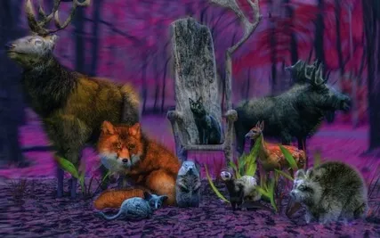 Animal Guide Connection: Supported By The Akash (Guided)