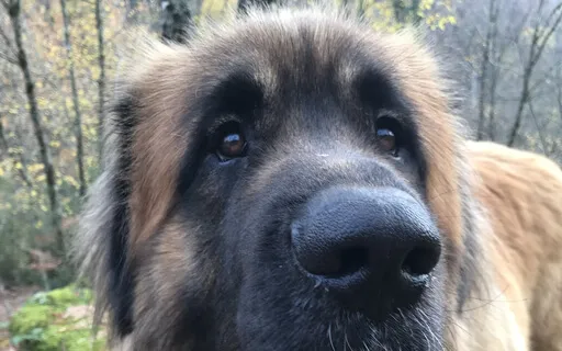 Animal Love From The Heart