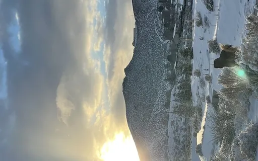 Animal Medicine: Dove