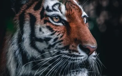 Animal Spirit Guide Meditation