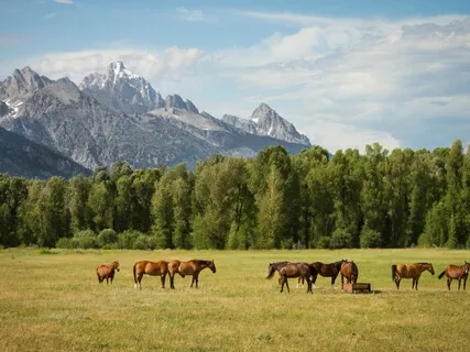 Animal Spirit Guide Meditation 