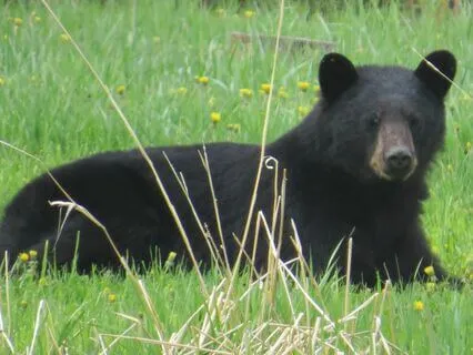 Animal Spirit Guides: Messages From The Bear