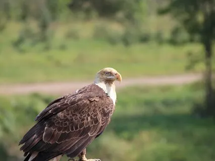 Animal Spirit Guides: Messages From The Eagle