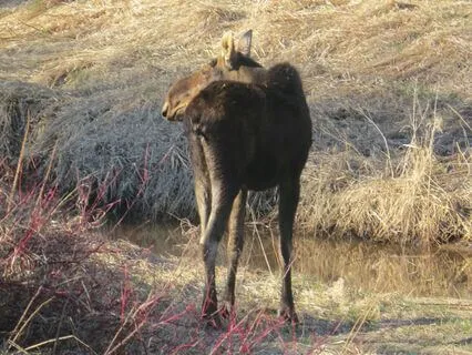 Animal Spirit Guides: Messages From The Moose