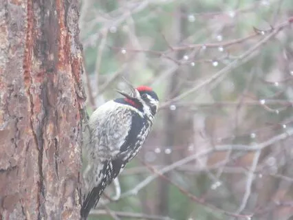 Animal Spirit Guides: Messages From The Woodpecker