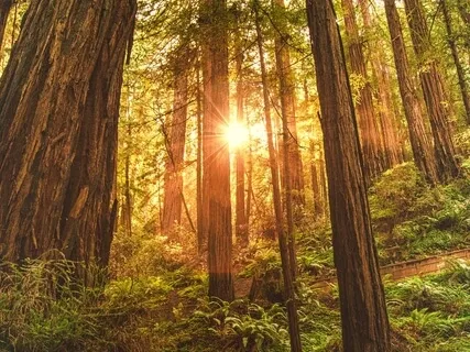  Animal Spirit Realm Connection & Embodiment