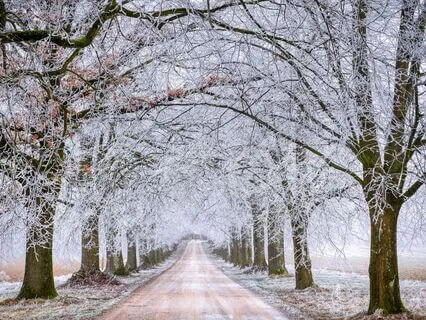 Anne Of Green Gables - Book 4