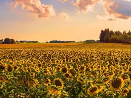 Anne Of Green Gables - Book 5