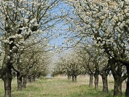 Anne Of Green Gables - Book 6