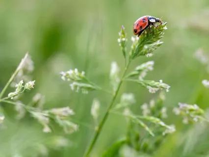 Annealed: An AwakenCreative Journey