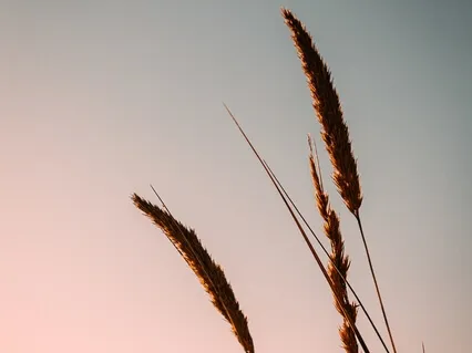 Antar Mouna - Cultivating Inner Silence 