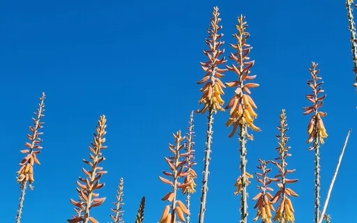 Antar Mounar Meditation