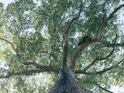 Anteeksiantomeditaatio