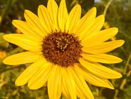 Anti-Anxiety Melody Medication