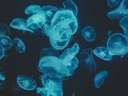 Анти-Стресс