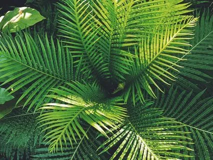 Anxeity Reduction - Increase Mental Health