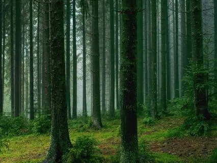 Anxiety - A Suggested Protocol For Immediate Relief