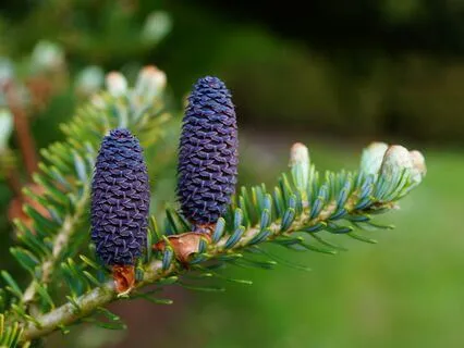 Anxiety Alchemy: Transformative Breathwork