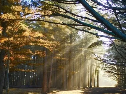 Anxiety & Depression Relief - Anti Stress Music