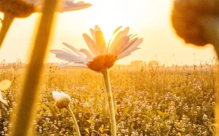 Anxiety & Depression Relief - Binaural Beats Relax Music