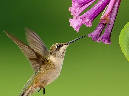 Anxiety & Stress Relief - Introduction