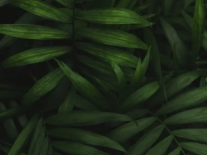 Anxiety & The Vagus Nerve