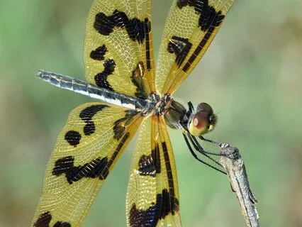 Anxiety As A Messenger: A Reflective Meditation For Anxiety