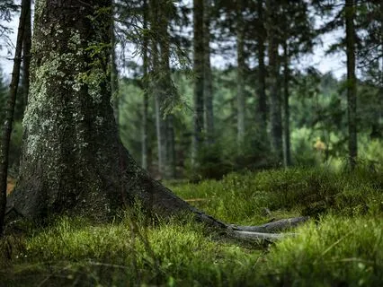 Anxiety Detox: Breathe Your Way to Calm