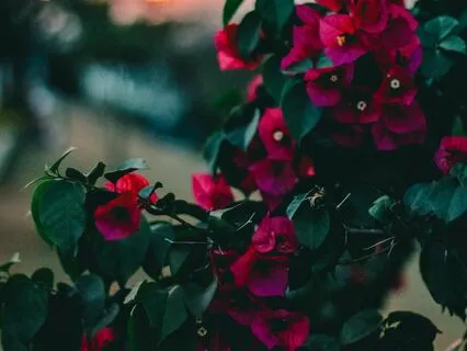 Anxiety-Free Dreamland - Soothing Sleep Sounds