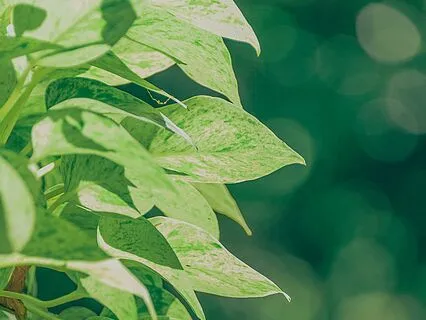 Anxiety-Free Mornings