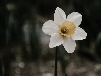 Anxiety Into Harmony 