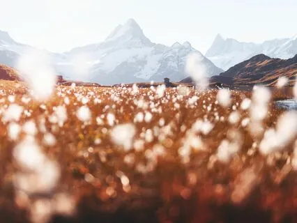 Anxiety Melter: Tranquil Tunes