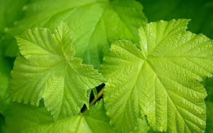 Anxiety Reduction - Anxiety Reduction Tunes