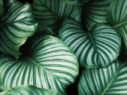 Anxiety Reduction - Embracing Peace