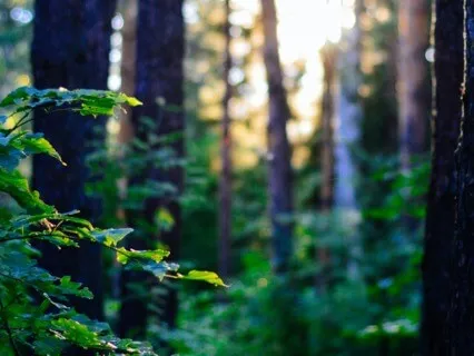 Anxiety Reduction: A Peaceful Mediation Music