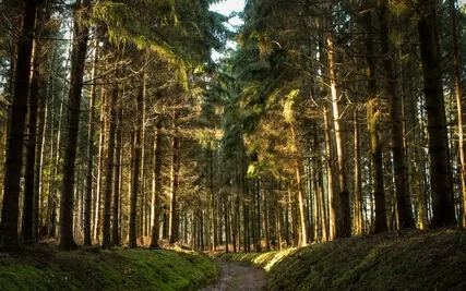 Anxiety Reduction - Achieve Your Inner Balance