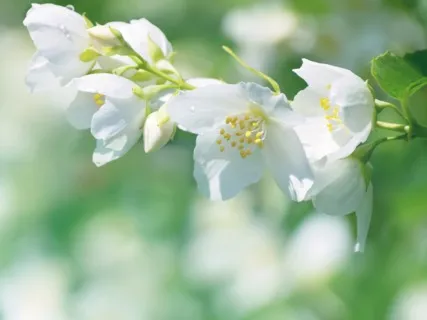 Anxiety Reduction - Anti Anxiety Cleanse