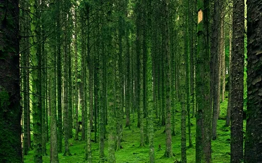 Anxiety Reduction - Beautiful Dream