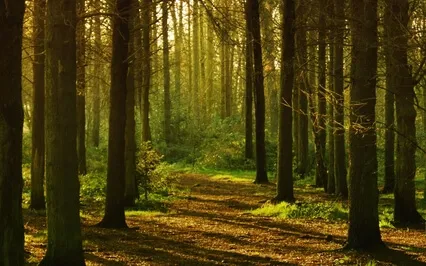 Anxiety Reduction - Blossom Lullaby