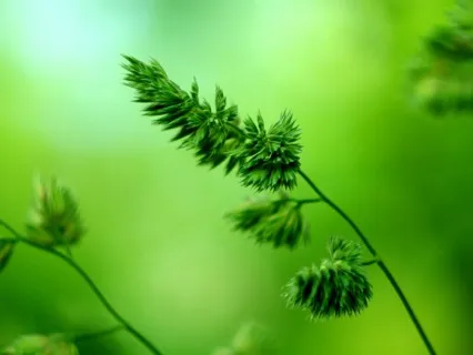 Anxiety Reduction - Body Healing Music