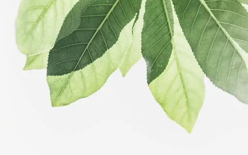 Anxiety Reduction - Brain Calming Music