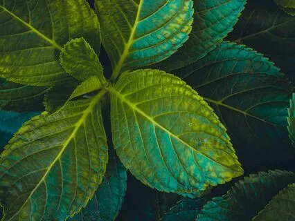 Anxiety Reduction - Breathe Easy