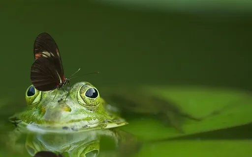 Anxiety Reduction - Breathe With The World