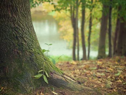 Anxiety Reduction - Bridging To Tranquility