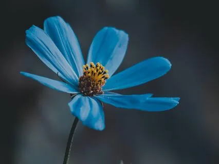 Anxiety Reduction - Calm Reflections