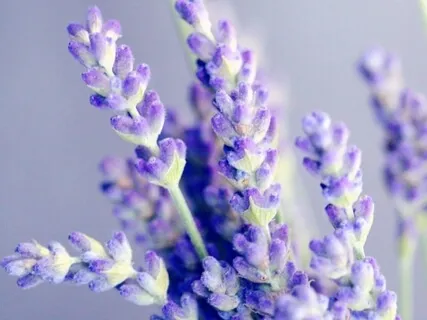 Anxiety Reduction - Calming & Relaxing Music