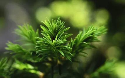Anxiety Reduction - Calming Anxiety Escape